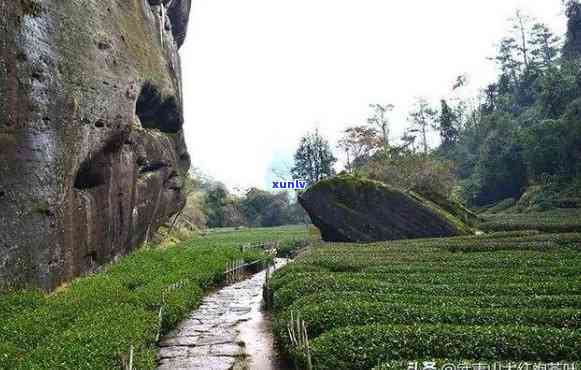 武夷山不可思议茶业：虎啸岩、茶叶、黑马、枞横、周国庆全面解析