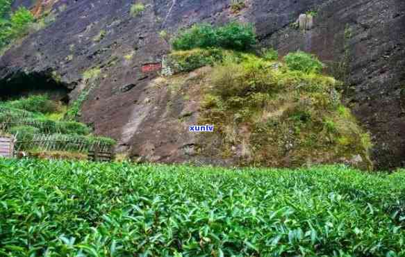 武夷山不可思议茶业：虎啸岩、茶叶、黑马、枞横、周国庆全面解析