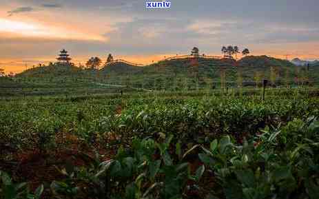 怀化茶叶有名吗？湖南怀化名茶种类多，丰富，包括最新品和高端茶。当地特产茶叶也备受瞩目。