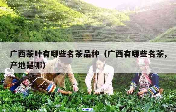 广西金秀产哪些茶叶-广西金秀产哪些茶叶品种