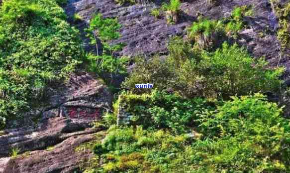 武夷山三坑两涧茶叶-武夷山三坑两涧茶叶价格