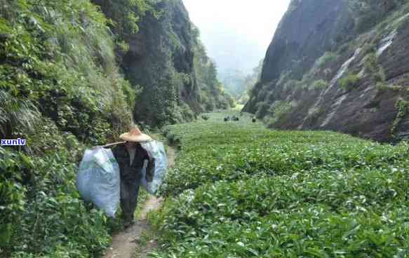 武夷山三坑两涧茶叶-武夷山三坑两涧茶叶价格