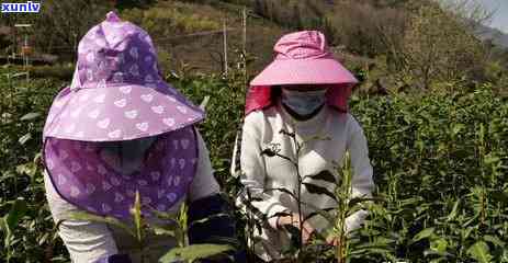 春茶有哪些代表茶叶-春茶有哪些代表茶叶品种