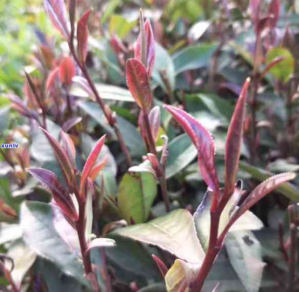 安吉黄茶黄金芽，探秘中国珍稀茶叶：安吉黄茶黄金芽的独特魅力