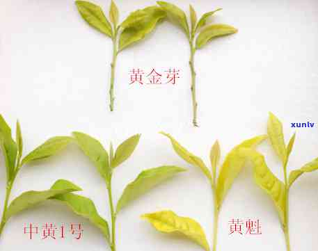 安吉黄茶黄金芽，探秘中国珍稀茶叶：安吉黄茶黄金芽的独特魅力