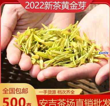 安吉黄茶黄金芽，探秘中国珍稀茶叶：安吉黄茶黄金芽的独特魅力