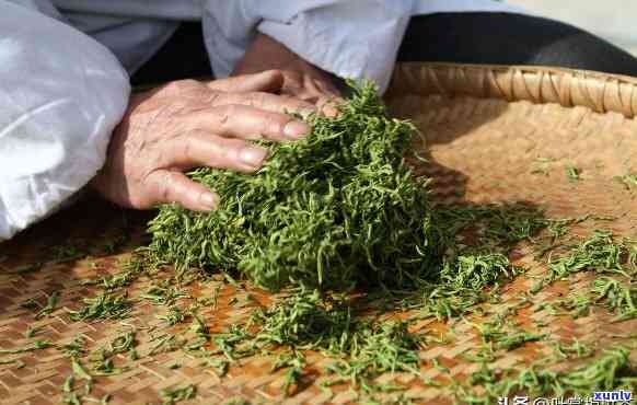 现代茶叶 *** 工艺：从种植到饮用的全过程解析