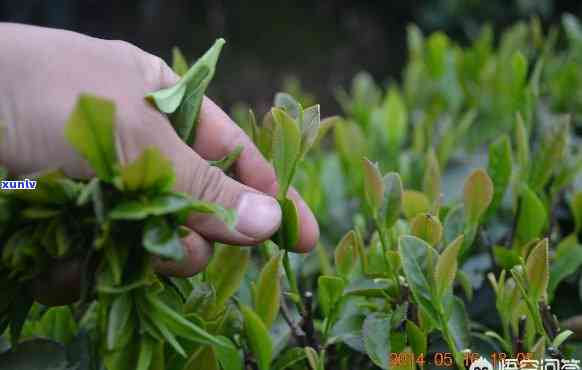 一亩地能种多少茶叶种子，茶叶种植指南：一亩地可以种植多少茶叶种子？