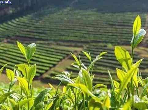 一亩地能种多少茶叶种子，茶叶种植指南：一亩地可以种植多少茶叶种子？