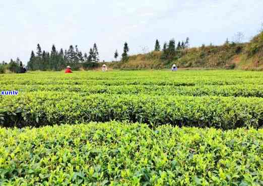 一亩茶山产多少茶叶-一亩茶山产多少茶叶合适