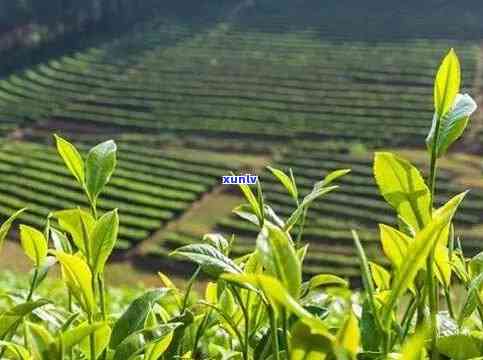 一亩茶山产多少茶叶-一亩茶山产多少茶叶合适