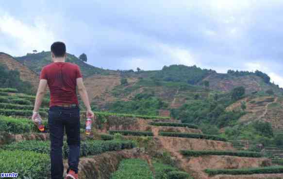 一亩茶山产多少茶叶-一亩茶山产多少茶叶合适