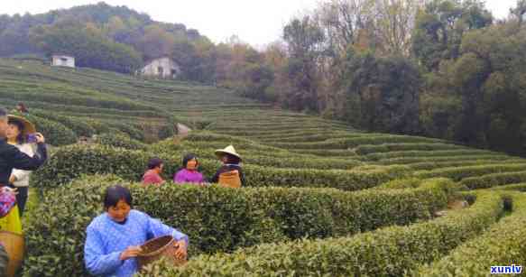 几万块钱一两的茶叶-上万一两的茶叶