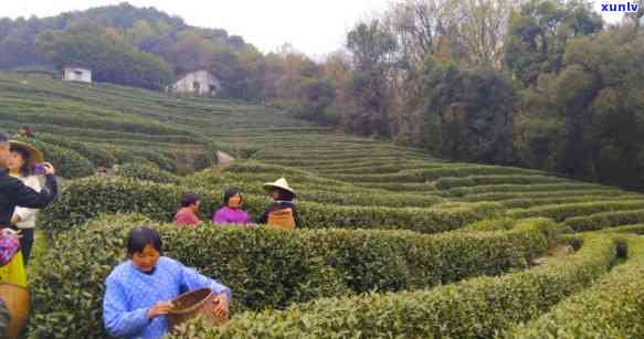 几万块钱一两的茶叶-上万一两的茶叶