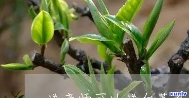 过年给老师只送茶叶-过年给老师只送茶叶可以吗