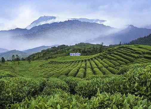 湖北哪个地方产茶叶多，揭秘湖北茶叶产地，哪里的茶叶最多？