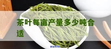 一亩地产多少斤茶叶合适？影响产量的因素与计算 *** 