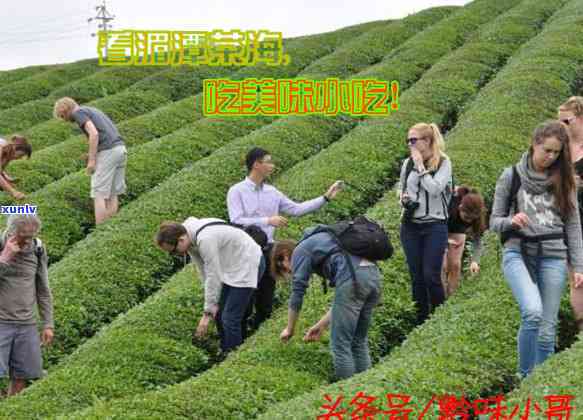 湄潭县中国茶城茶叶-湄潭县中国茶城茶叶场