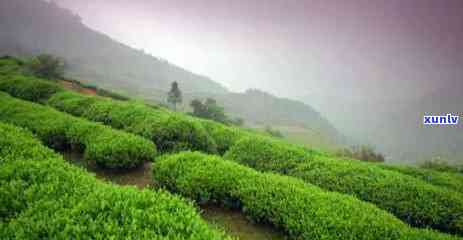 喝茶的人一年的多少茶叶，茶艺爱好者：一年需要喝多少茶叶？