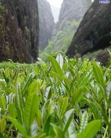 武夷山有哪两种茶叶类型，探秘武夷山：揭秘其两大茶叶类型