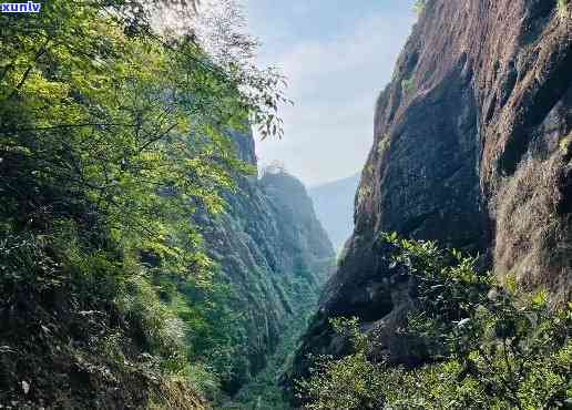 武夷山有哪两种茶叶-武夷山有哪两种茶叶品种