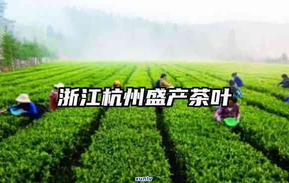 古树熟茶价格多少，探究古树熟茶的价格，你了解多少？