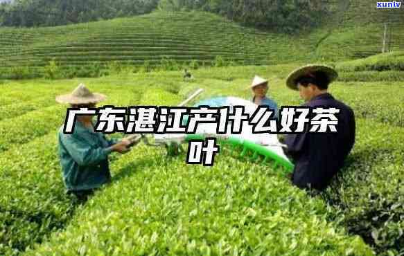 广东江的茶叶-广东江的茶叶产地