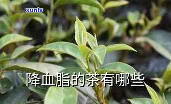 能够降血脂的茶叶种类及效果全解析