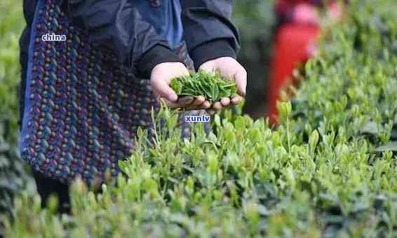 江南茶区有哪些茶叶-江南茶区有哪些茶叶店