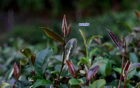 花青素含量高的茶叶-花青素含量高的茶叶适合做什么茶