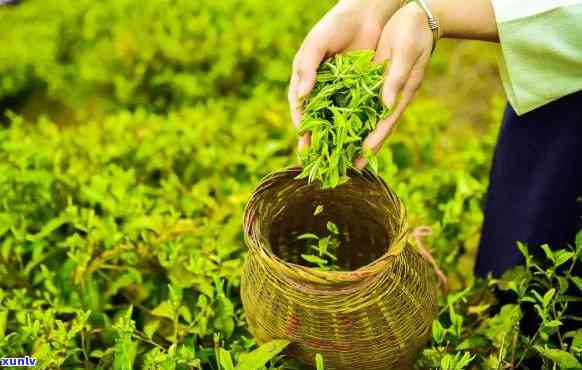 南靖茶叶有哪些茶叶，探索南靖的茶文化：揭秘本地知名茶叶