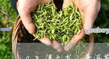 135克龙王山茶叶-龙王山茶叶价格