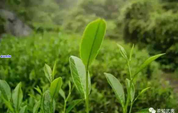 武夷山在哪里买茶好，寻找优质茶叶？来武夷山！哪里买茶？看这篇就知道！