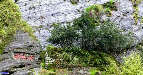 武夷山六株古茶树在哪，揭秘：探寻武夷山六株古茶树的神秘踪迹