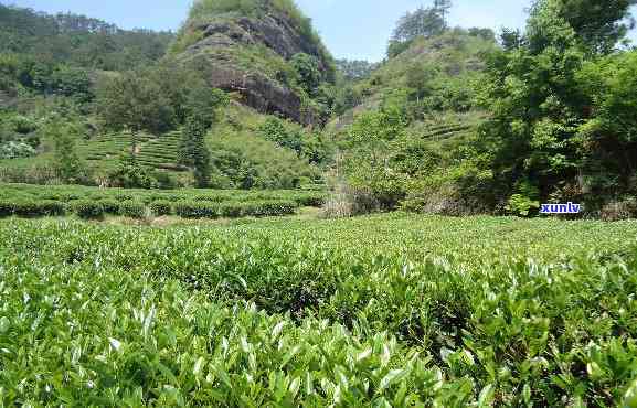 武夷山六分之二茶叶-武夷山六六峰岩茶厂