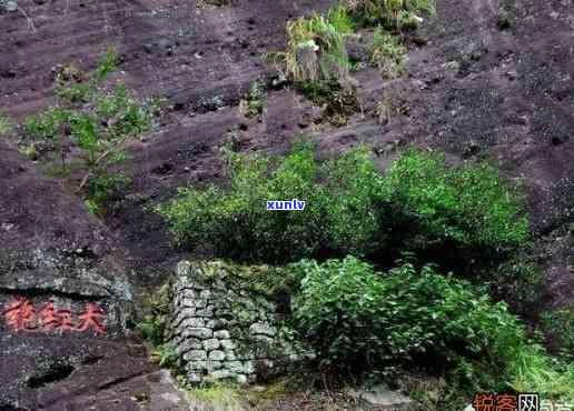 武夷山六分之二茶叶-武夷山六六峰岩茶厂