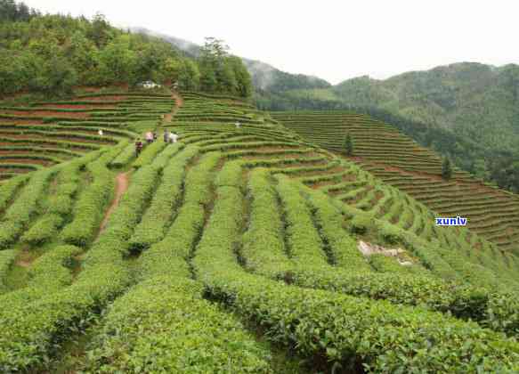 武夷山五和茶业，探索福建武夷山：揭秘五和茶业的制茶技艺与文化传承