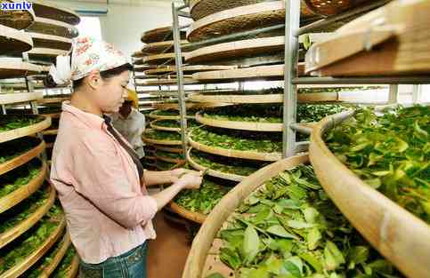 峨眉山圣竹茶厂茶叶怎么样，探索峨眉山圣竹茶厂的茶叶品质：一次独特的味觉之旅