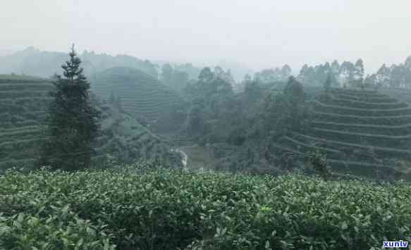 峨眉山圣竹茶厂茶叶-峨眉山圣竹茶厂茶叶怎么样