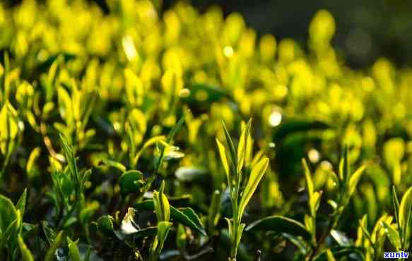 武夷山显山露水茶叶，探索自然之美：武夷山显山露水茶叶的茶叶之旅