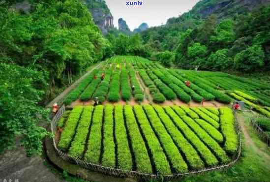 冰岛原产地生普洱茶的高品质与经济性价格分析