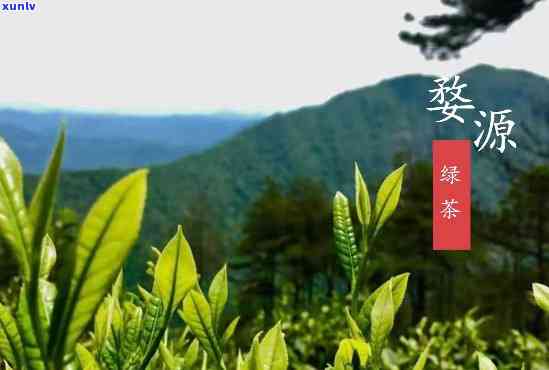 擂鼓峰茶叶是什么茶，「擂鼓峰茶叶」是一种什么样的茶？