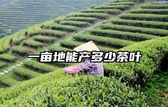 一亩茶田产多少茶叶-一亩茶田产多少茶叶合适