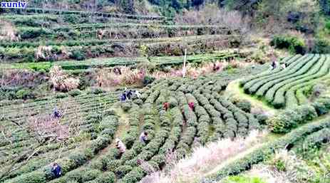 没有生产日期的茶叶-没有生产日期的茶叶算三无产品