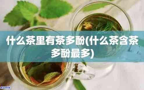 含茶多酚较多的茶叶-含茶多酚较多的茶叶有哪些