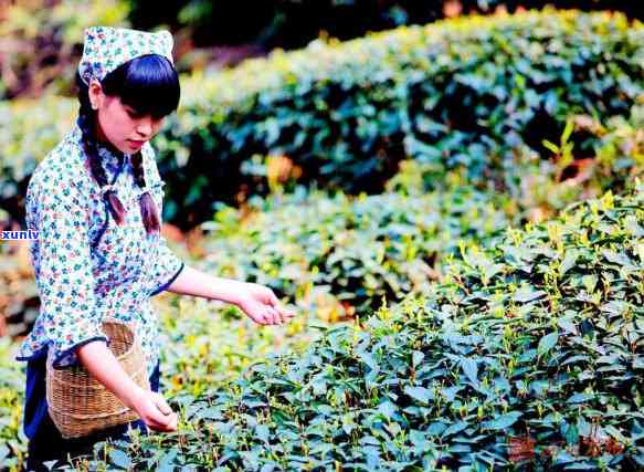 春风十里不如春茶一杯，《春风十里，不如品茗一杯》