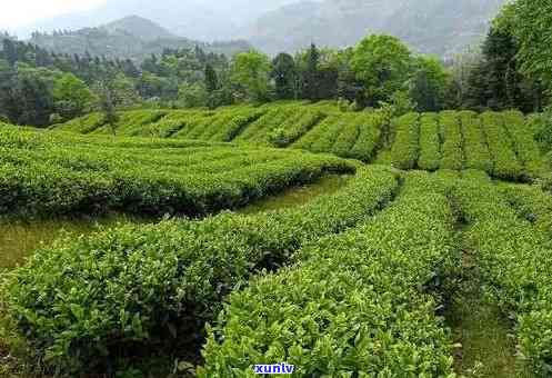 宜宾茶叶种植基地位置、种类及联系方式全览