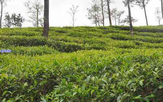 四川宜宾高县种茶叶-宜宾茶叶种植基地