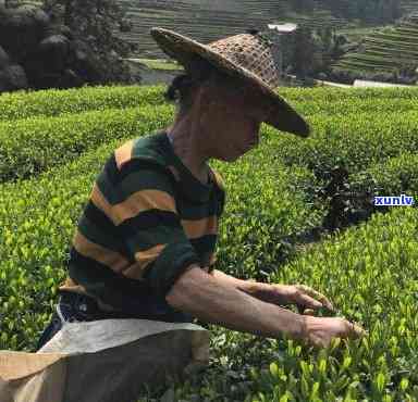 我爷爷在武夷山卖茶叶，探访武夷山：与热情的茶农爷爷交谈，品尝正宗茶叶