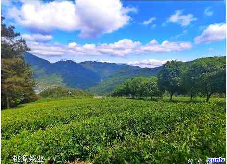 上海有名的茶叶叫什么，探寻上海名茶：那些你不可错过的茶叶品种